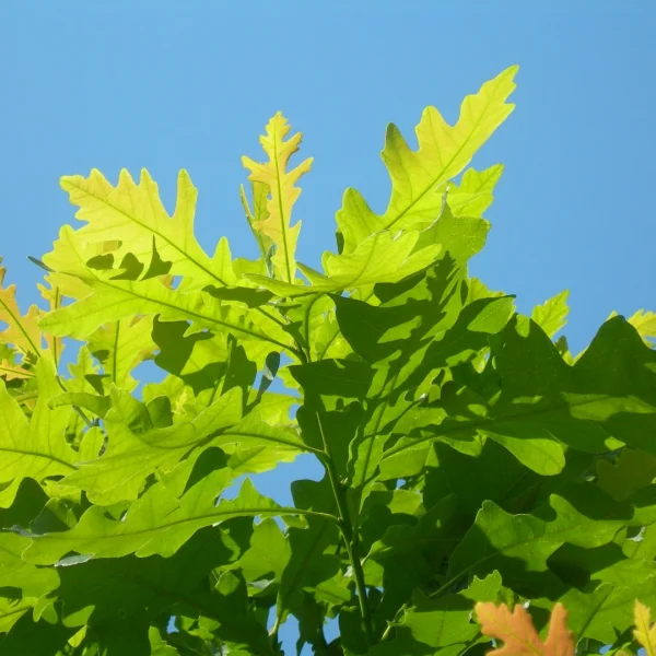 Quercus macrocarpa – Bur oak, Mossycup oak