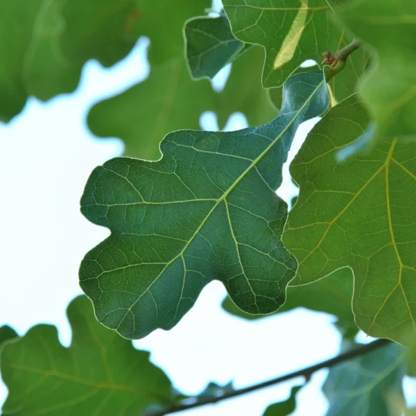 Quercus marilandica – Blackjack oak, Jack oak