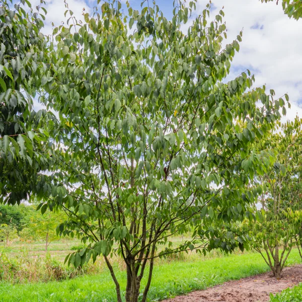 Acer carpinifolium &ndash; Javor habrolistý