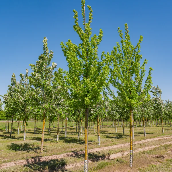 Acer campestre 'Baronne' &ndash; Javor poľný 'Baronne'