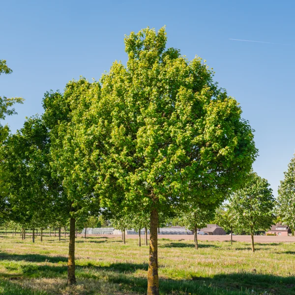 Acer campestre 'Eco Sentry' &ndash; Javor poľný