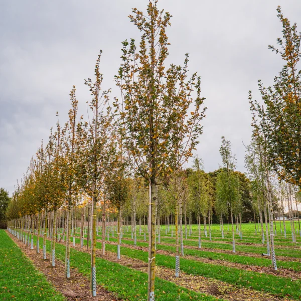 Acer campestre 'Huibers Elegant' &ndash; javor poľný