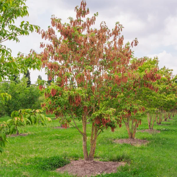Acer cissifolium – javor žumenolistý