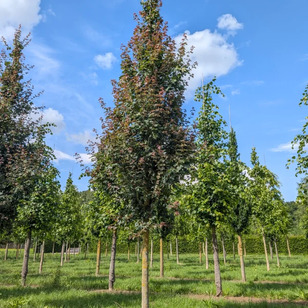 Acer campestre 'Red Shine' &ndash; Javor poľný 'Red Shine'