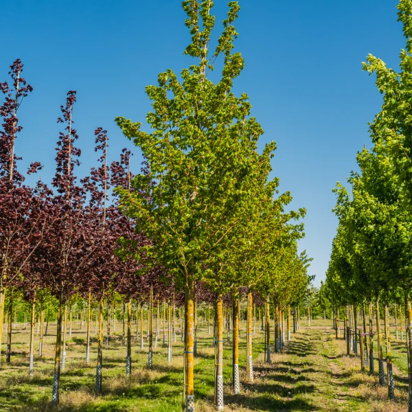Acer cappadocicum 'Rubrum' &ndash; Javor kapadocký