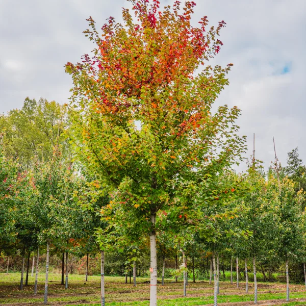 Acer ×freemanii AUTUMN BLAZE ('Jeffersred') &ndash; Javor freemanov 'Autumn Blaze'