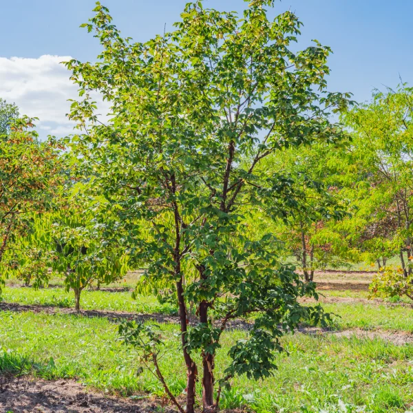 Acer griseum &ndash; javor papierokôry
