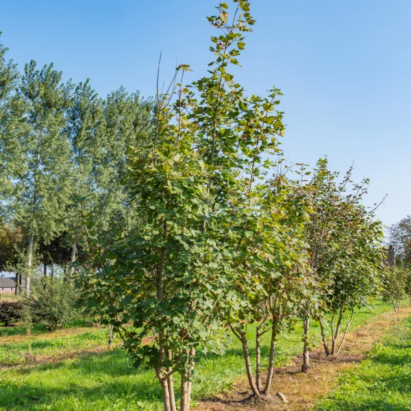 Acer opalus