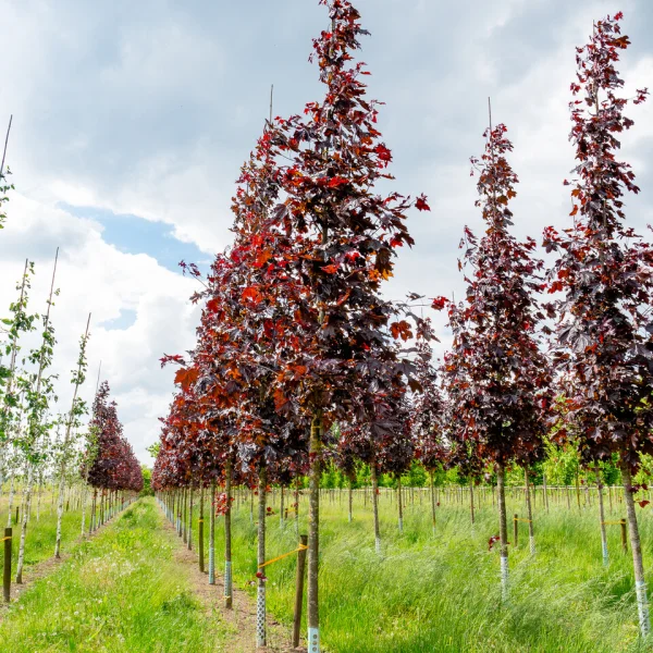 Acer platanoides 'Royal Red' &ndash; Javor mliečny 'Royal Red'