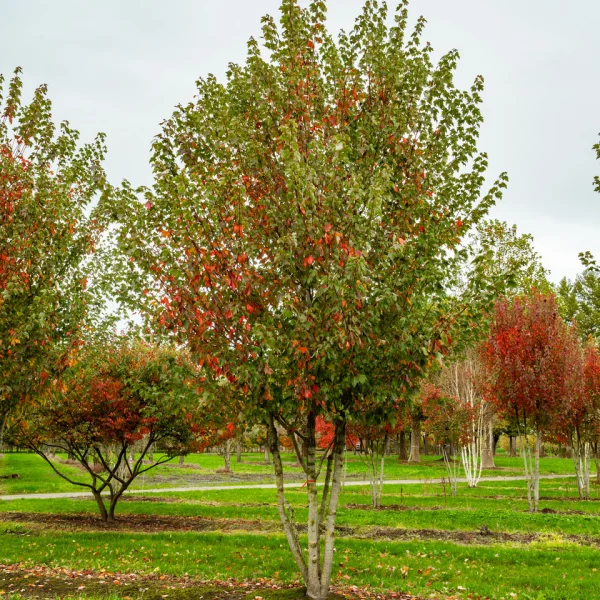 Acer rubrum RED SUNSET ('Franksred') &ndash; Javor červený 'Red Sunset'