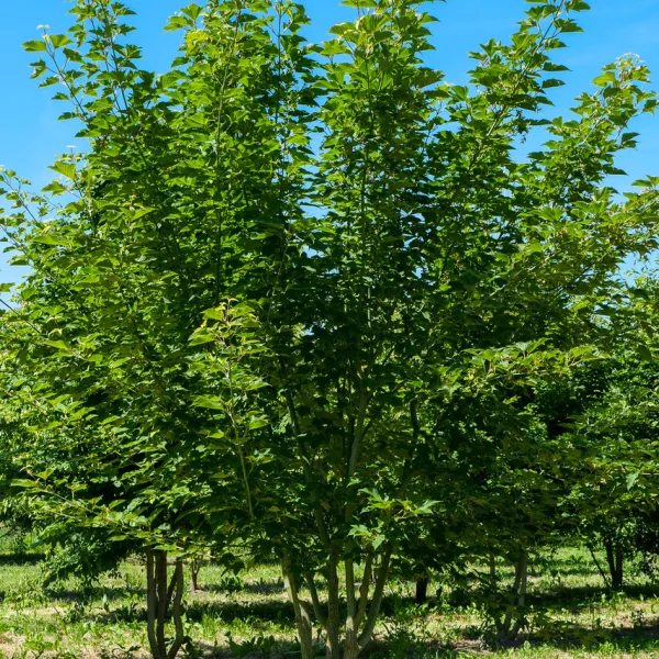 Acer rufinerve &ndash; javor hrdzavožilový