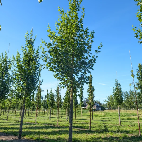 Acer saccharum BELLE TOWER ('Reba') &ndash; javor cukrový