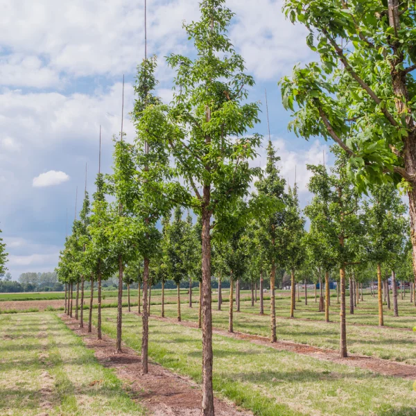 Acer triflorum &ndash; Javor trojkvetý