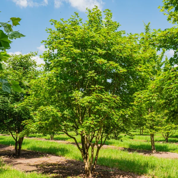 Acer ×zoeschense 'Annae' &ndash; javor zöschenský