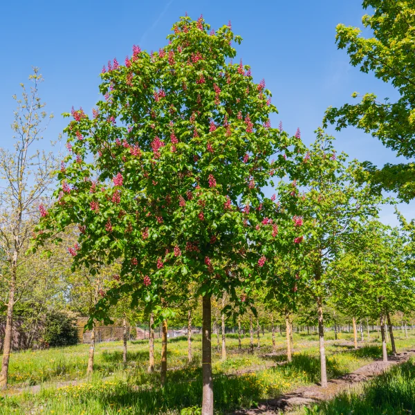 Aesculus ×carnea &ndash; Pagaštan pleťový
