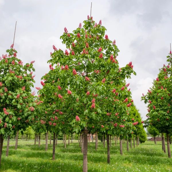 Aesculus ×carnea 'Briotii' &ndash; Pagaštan pleťový 'Briotii'