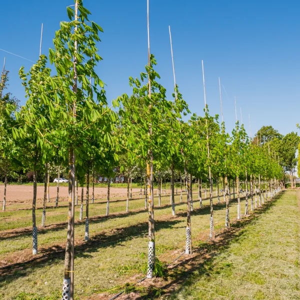 Aesculus flava 'Vestita' &ndash; Pagaštan žltý