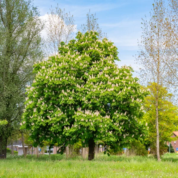 Aesculus hippocastanum &ndash; pagaštan konský