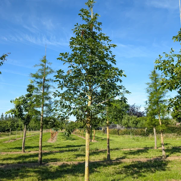 Aesculus 'Homestead' &ndash; Pagaštan konský 'Homestead'