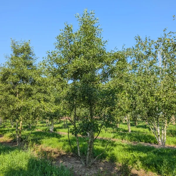 Alnus glutinosa 'Laciniata' &ndash; Jelša lepkavá 'Laciniata'