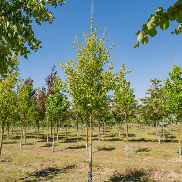 Alnus incana 'Aurea' &ndash; Jelša sivá 'Aurea'