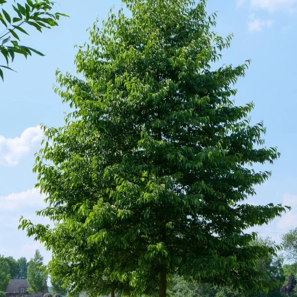 Alnus ×spaethii 'Spaeth'