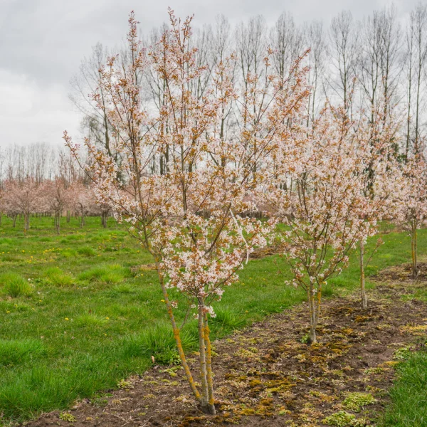 Amelanchier arborea 'Robin Hill' &ndash; June berry