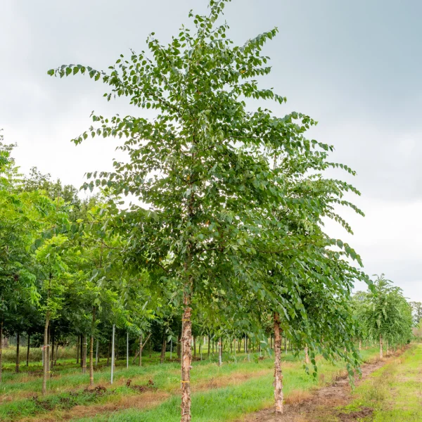 Betula nigra &ndash; Breza čierna