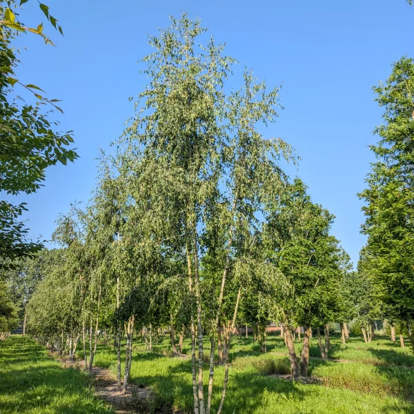 Betula pendula 'Laciniata' &ndash; Breza previsnutá 'Laciniata'