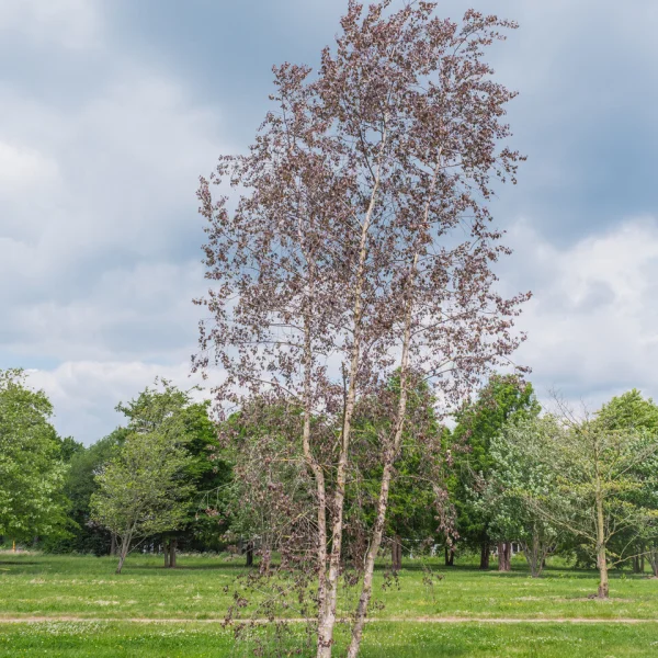 Betula ROYAL FROST ('Penci-2') &ndash; breza 'Royal Frost' (Betula 'Penci-2')