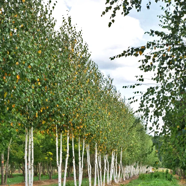 Betula utilis 'Doorenbos' &ndash; Breza himalájska 'Doorenbos'
