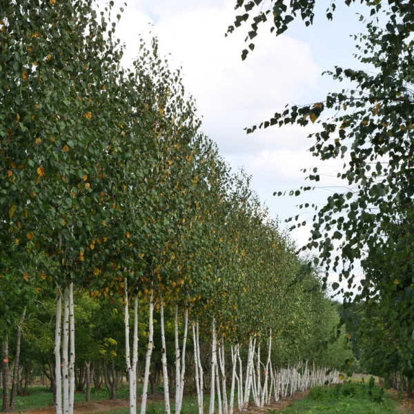 Betula utilis 'Doorenbos' – Breza himalájska 'Doorenbos'