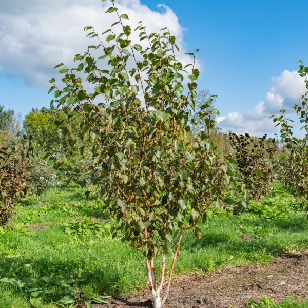 Betula utilis 'Grayswood Ghost'
