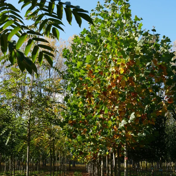 Platanus ×hispanica 'El Gordo'