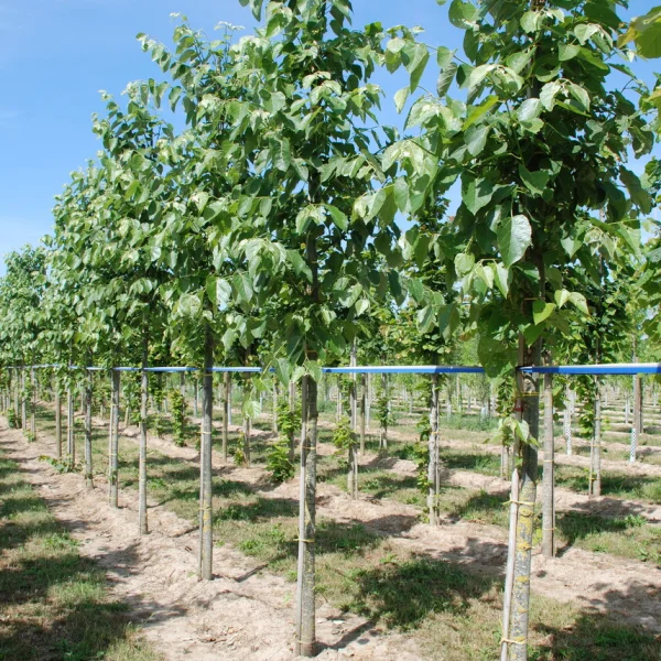 Tilia tuan var. chenmoui