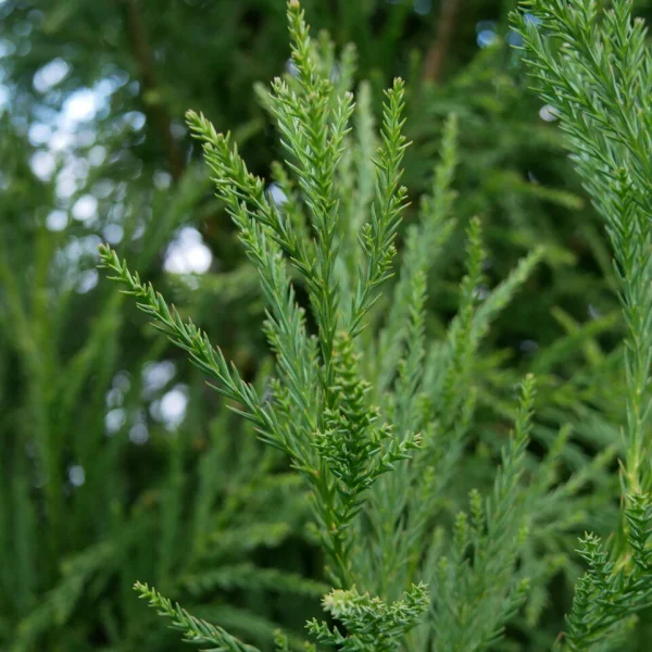 Cryptomeria japonica 'Yoshino'