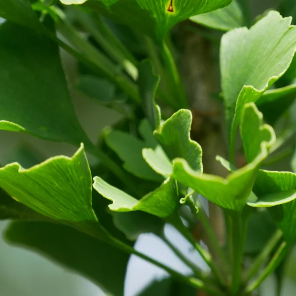 Ginkgo biloba 'Obelisk'