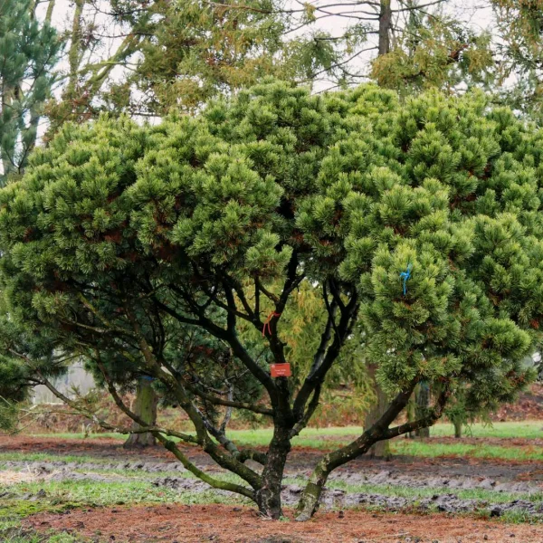Pinus mugo mughus – Pinus mugo mughus