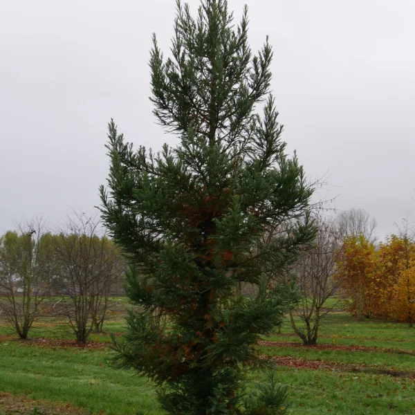 Sequoia sempervirens 'Korbel KT'