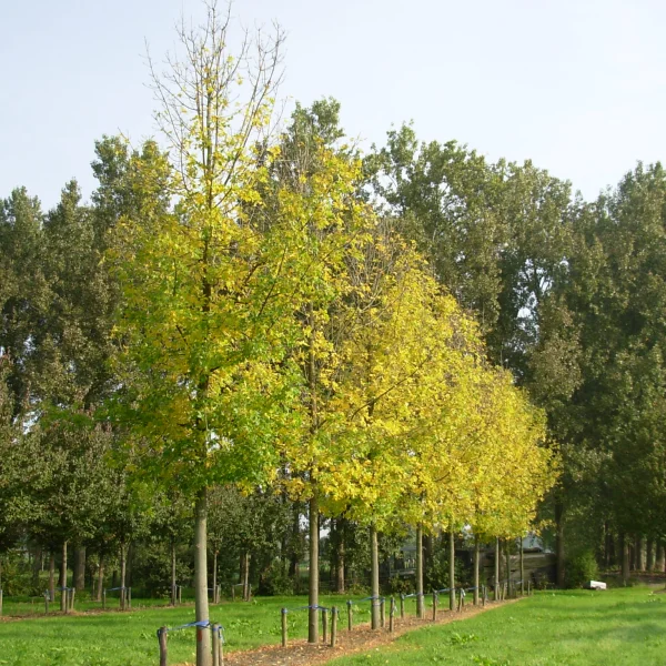 Fraxinus pennsylvanica – Red ash, Green ash