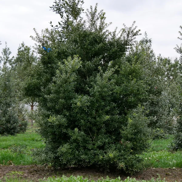 Ilex crenata 'Glory Gem'