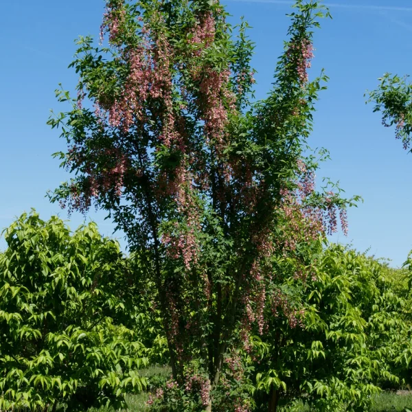Laburnocytisus adamii – Adam’s Laburnum