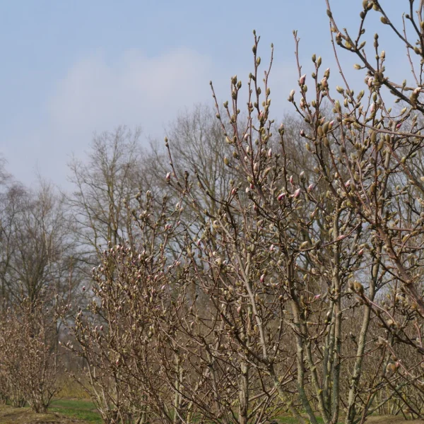 Magnolia ×soulangeana 'Satisfaction'