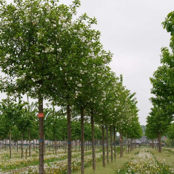 Prunus cerasus 'Rhexii'