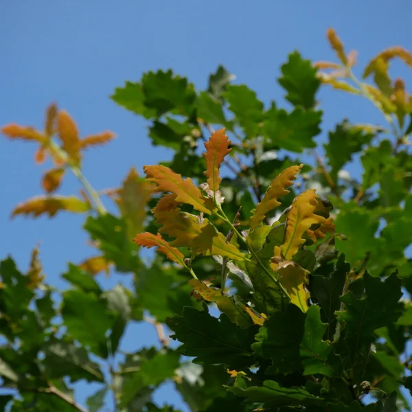 Quercus ×macdanielii HERITAGE ('Clemons') – Quercus robur 'Heritage'