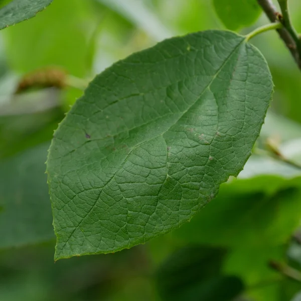 Sinowilsonia henryi