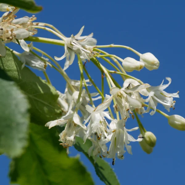 Staphylea trifolia