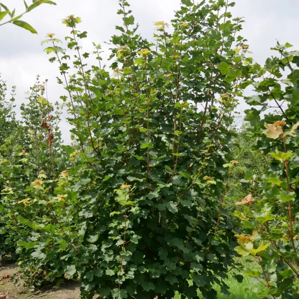 Acer opalus