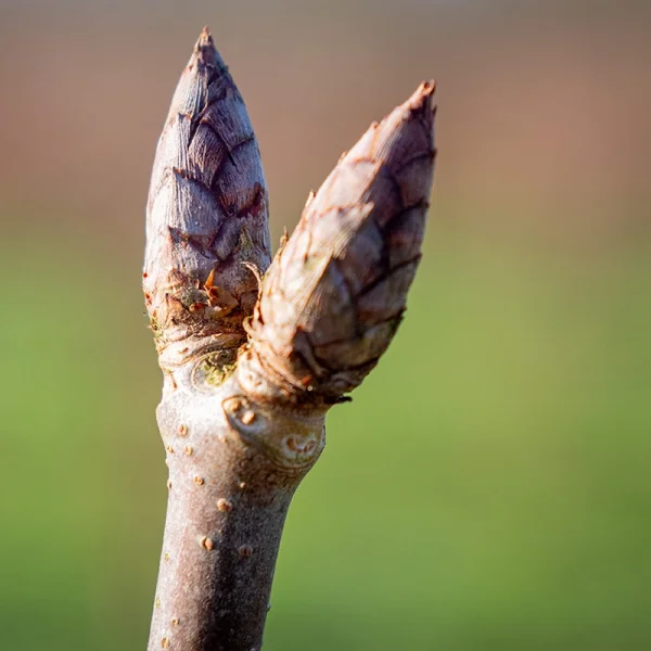 Aesculus glabra 'April Wine'