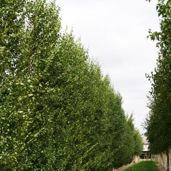 Betula pendula FASTIGIATA JOES ('Jolep1') – Betula pendula 'Fastigiata'